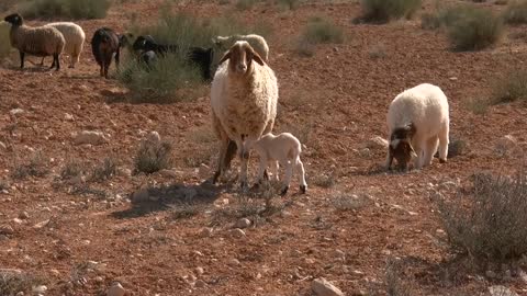 The little sheep stands for the first time