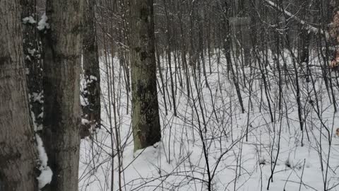 Beautiful Snowfall on A Beautiful Sabbath