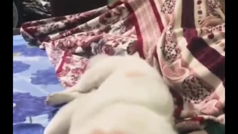 Cute Heartwarming Video Lovely Dog Hugs Her Owner.