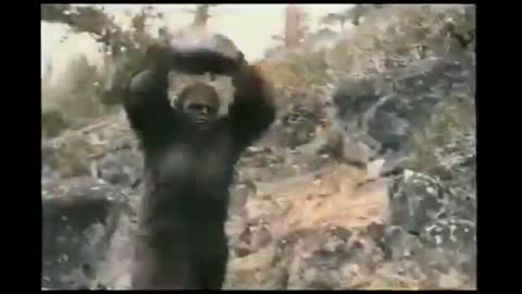 Bear attack must see!!!