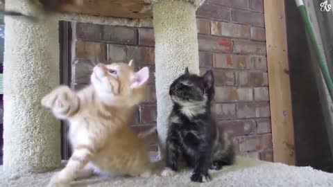 Two cat love seen😁🤣/ funny cat video