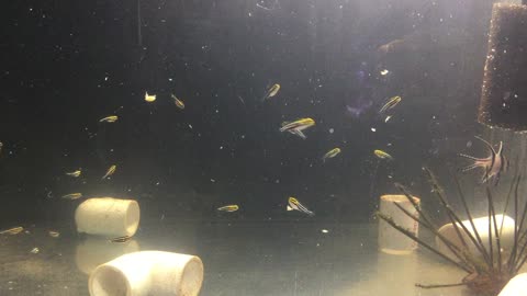 Breeding the Striped Blenny