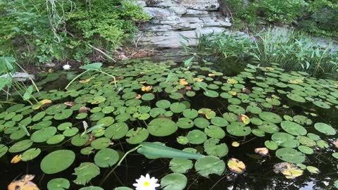 Water Lily