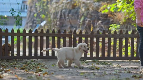 纯享--小金毛的游戏时间｜a golden retriever baby‘s play time