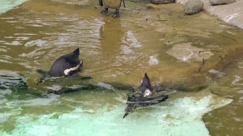 Swimming Penguins