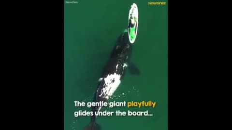 giant whale