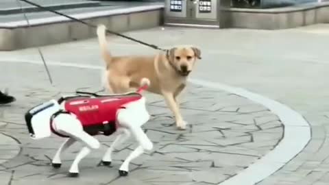 Dog vs Robot dog