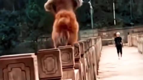 #Ninja monkey# funny video#