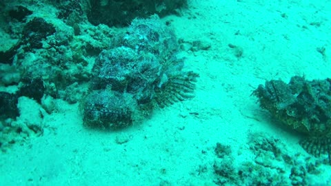 How I got lucky to find two scorpion fish in my dive - no sound