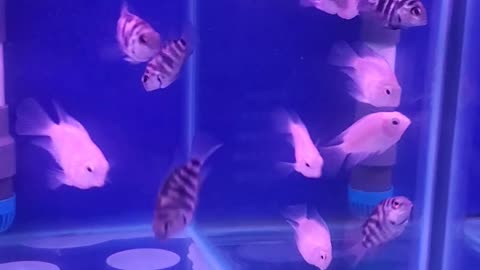 Small white goldfish and striped goldfish in a fish tank