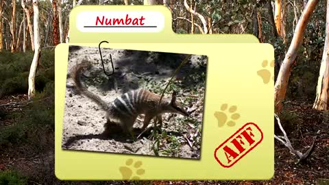 Numbat facts: also known as banded anteaters | Animal Fact Files transmitted today