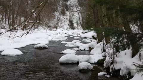 Forest in winter with a river