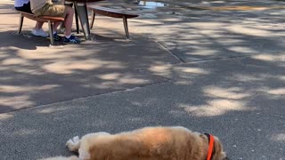 Dog Refuses to go Home for More Lockdown