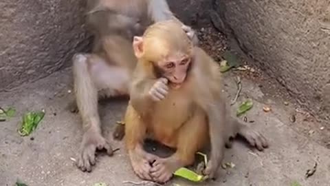 Cute Baby Monkey Pet So Adorable