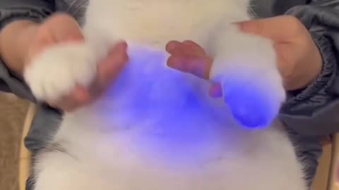 Cute kitty video