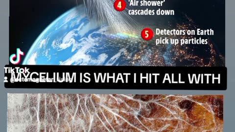 MYCELIUM