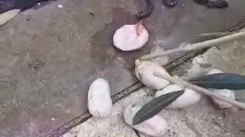 The eggs of a female snake