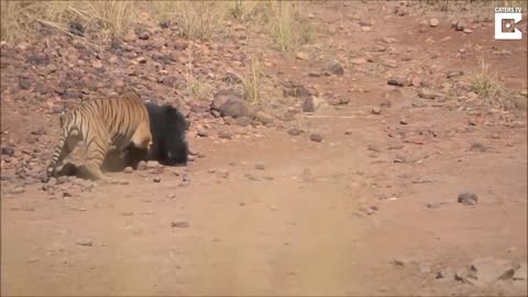 Tiger vs bear fighting scene