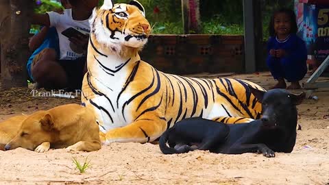 Fake tiger prank unlimited funny