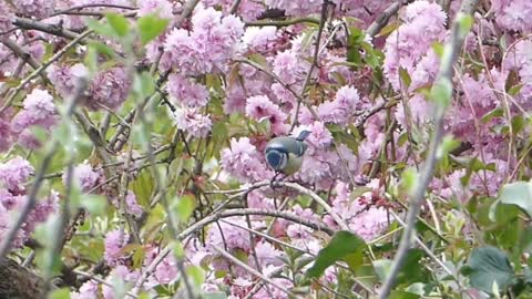 Two small and lovely birds