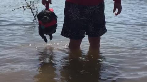 Black dog paddling above lake water