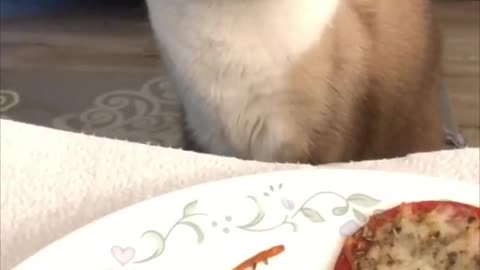 Crossed Eyes Cat Stares at a Plate of Large Pepperonis