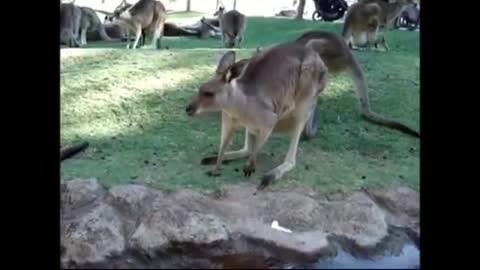 Baby Kangaroos & Joeys - CUTEST Compilation