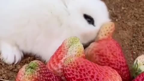 This Cute Little Rabbit Eating Strawberry Is One Of The Cutest Videos You Will Ever See.