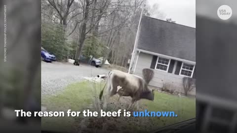 New Jersey cow beefs with mailbox, police respond