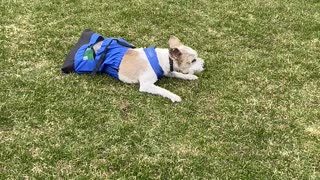 Disabled Doggy Still Enjoys Exercise