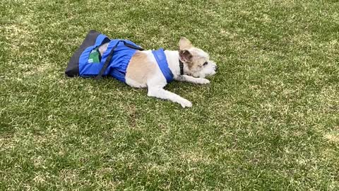 Disabled Doggy Still Enjoys Exercise