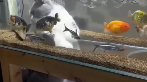 Cat in aquarium