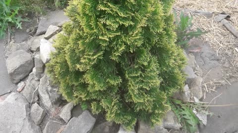 Thuja