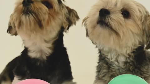 Pappy dogs playing with baloon