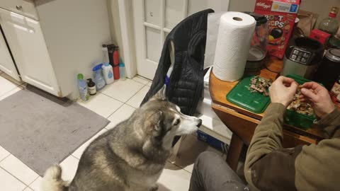 Feeding my Husky Shark