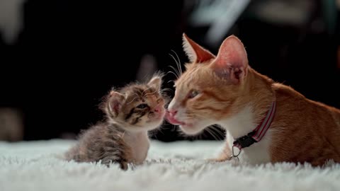 Little cat with mama