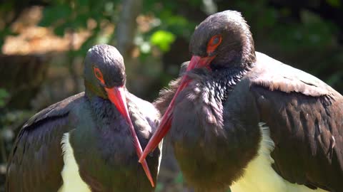 These strange birds do you know what kind