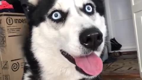 Husky goes mental after seeing cat