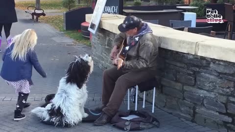 HILARIOUS Husky Sings Along 😍 🎶 - BEST Talented Pets