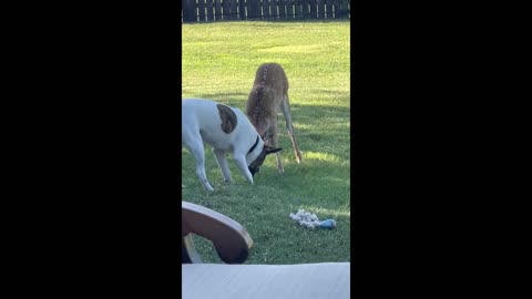 Dog plays with rescued deer's new fawn