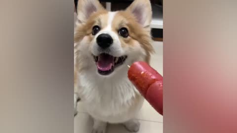 Sausage eating dog