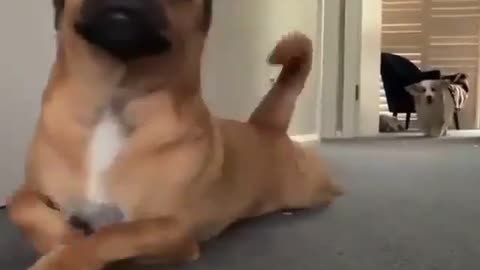 Funny dog