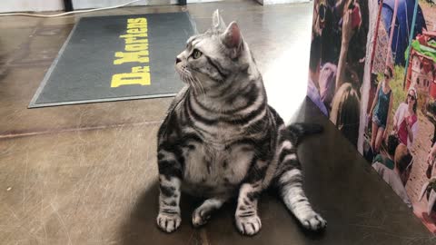 Cat looking up at the ceiling