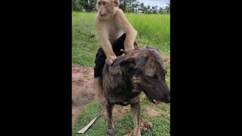 Monkey Rides Dog like a Pro: Unbelievable Animal Duo!