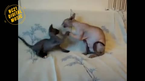 Funny Animals and Babies - Cats and Dogs - Kittens Puppies Playing #Shorts