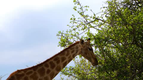 How a giraffe eats from tree