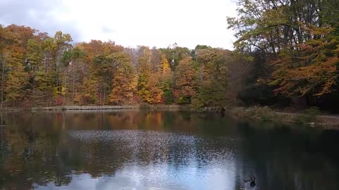 Lily Pond Mill Creek Park