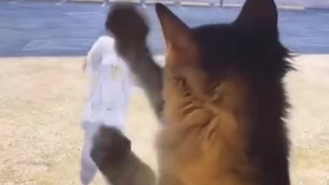 The cat is boxing like in GTA