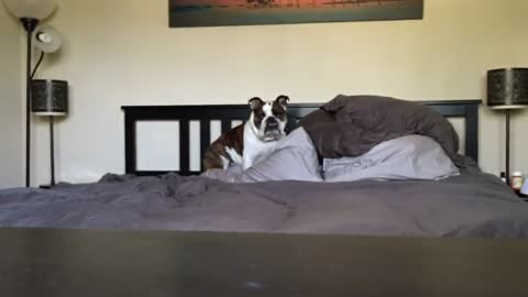 Stubborn English Bulldog refuses to get off bed