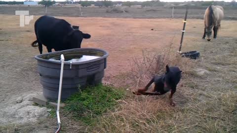 Moments animals got electrocuted